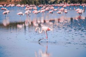 Flamants roses dans les marais de Camargue près de Saintes-Maries