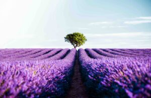 Champ de lavande en fleurs dans le Luberon