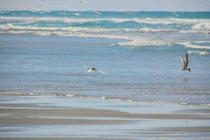 Mouettes survolant les vagues sur la Côte de Beauté à Royan